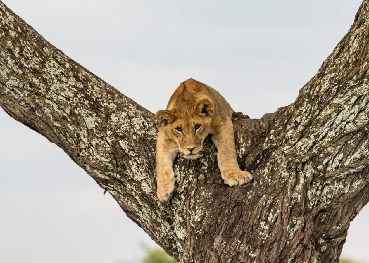 Ngorongoro Lodge Member Of Melia Collection - The Leading Hotels Of The World Bagian luar foto