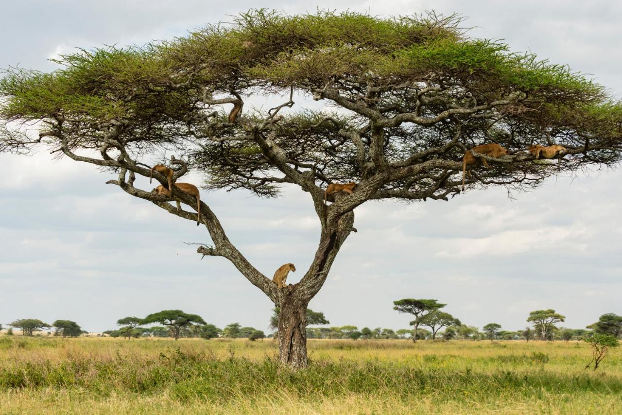 Ngorongoro Lodge Member Of Melia Collection - The Leading Hotels Of The World Bagian luar foto