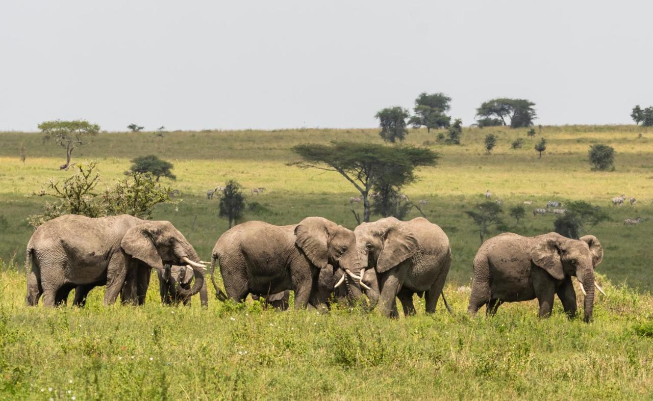 Ngorongoro Lodge Member Of Melia Collection - The Leading Hotels Of The World Bagian luar foto