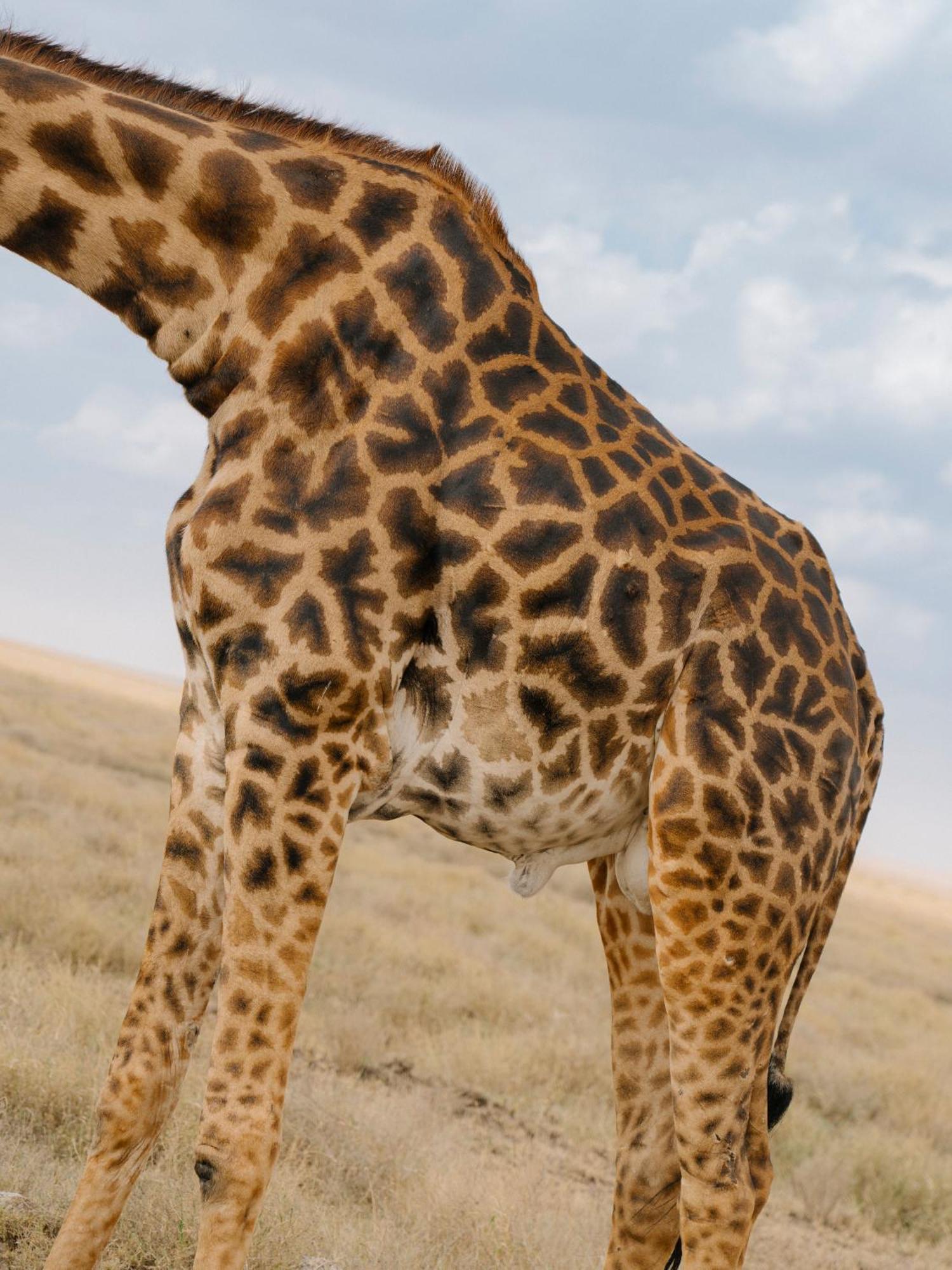 Ngorongoro Lodge Member Of Melia Collection - The Leading Hotels Of The World Bagian luar foto